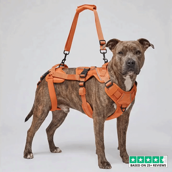 GoldenStep™ | steady support for the years that matter most